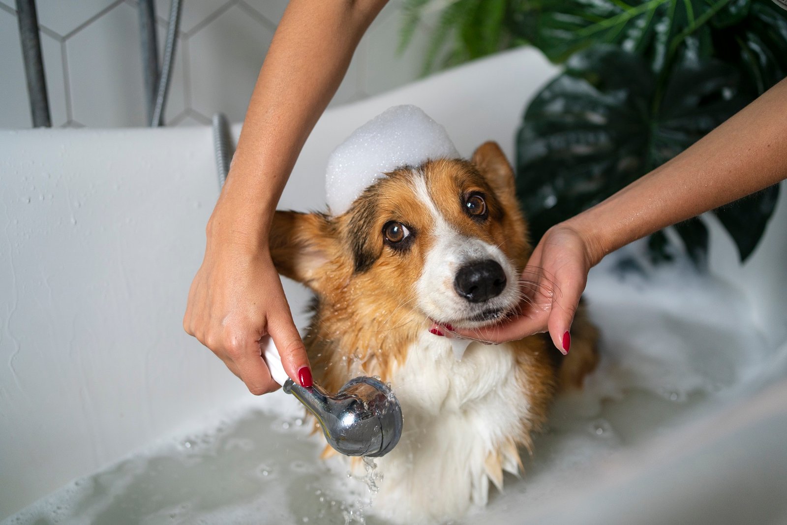 washing-pet-dog-home.jpg